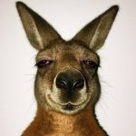 امین تیجی و حسین تهی فمیلی